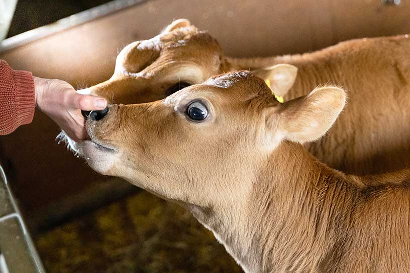 Twee jersey kalven snuffelen aan een hand